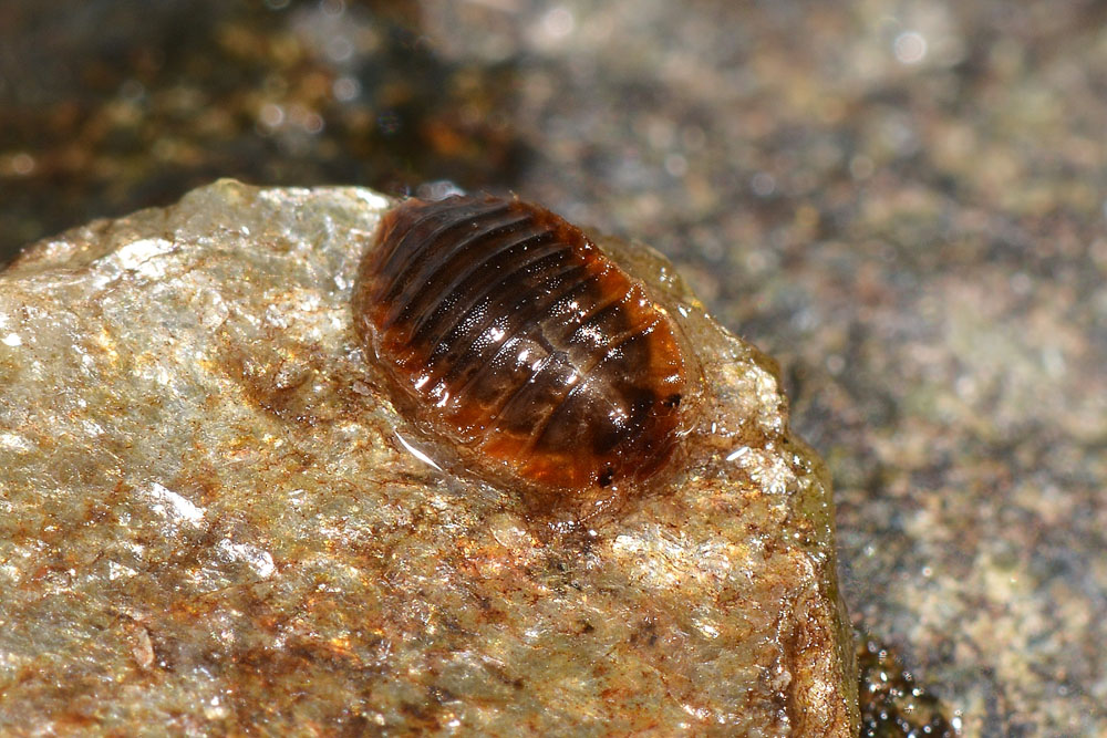 Larva di Scirtidae